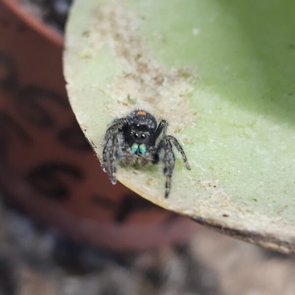 Bold Jumping Spider (Phiddipus audax)