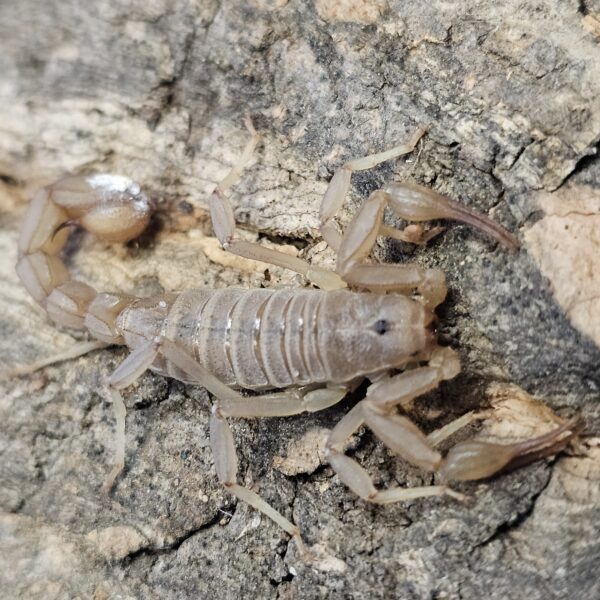 Coahuila Devil Scorpion (Vaejovis confusus)