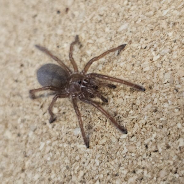 King Baboon Tarantula (Pelinobius muticus)