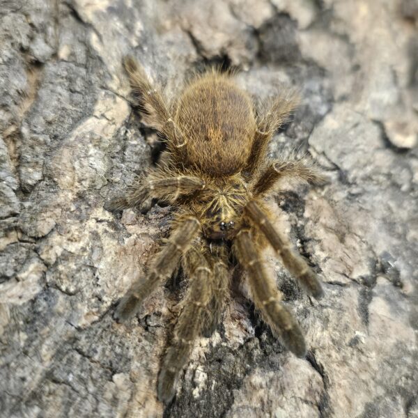 Orange Baboon Tarantula (Pterinochilus murinus)