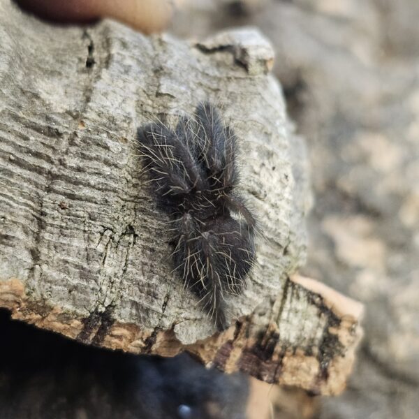 Singapore Blue Tarantula (Omothymus violaceopes)