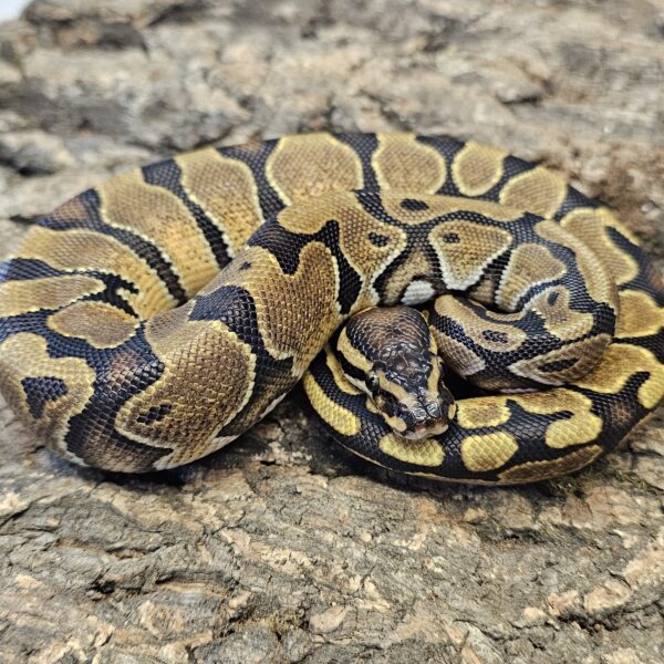 Enchi Royal Python (Python regius)