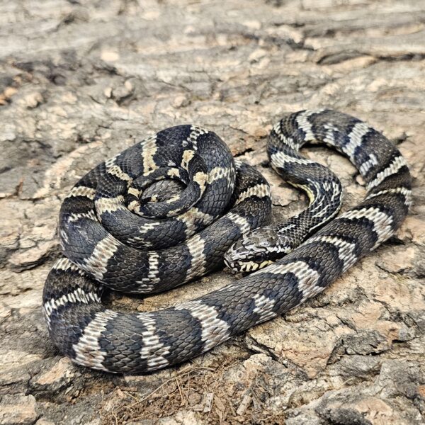 Hi Yellow Russian Rat Snake (Elaphe schrencki)