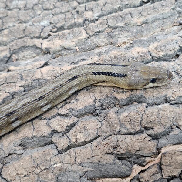 Trinket Snake (Coelognathus helena)