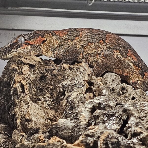Sub adult Male Gargoyle Gecko (Rhacodactylus auriculatus) - Image 5