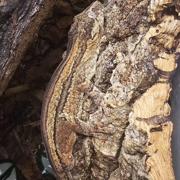 Sub adult Male Gargoyle Gecko (Rhacodactylus auriculatus) - Image 2