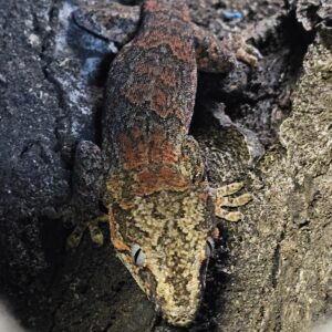Sub adult Male Gargoyle Gecko (Rhacodactylus auriculatus)