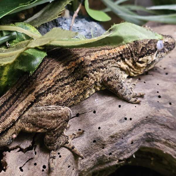 Sub adult Male Gargoyle Gecko (Rhacodactylus auriculatus) - Image 3