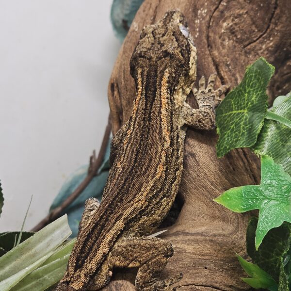 Sub adult Male Gargoyle Gecko (Rhacodactylus auriculatus) - Image 4