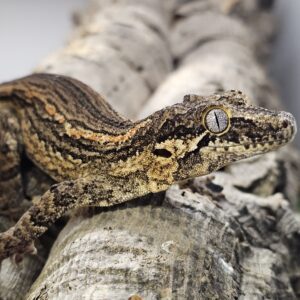 Orange Stripe Male Gargoyle Gecko (Rhacodactylus auriculatus)