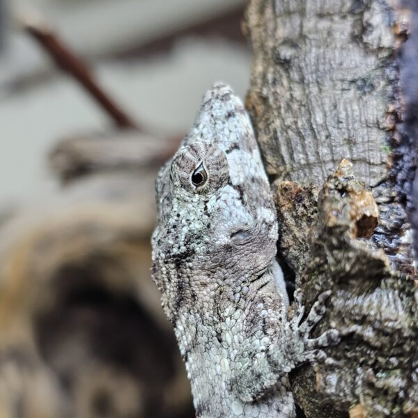 Cuban False Chameleon Anole (Anolis barbatus)