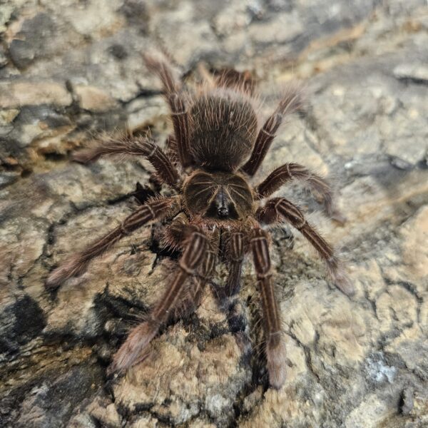 Bergandy Goliath Bird Eating Tarantula (Theraphosa stirmi)