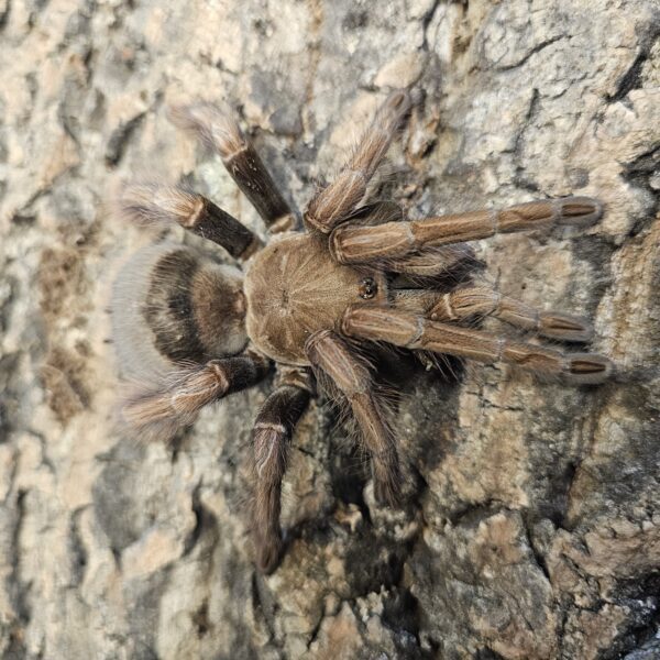 Mascara Bird Eating Tarantula (Pamphobeteus mascara)