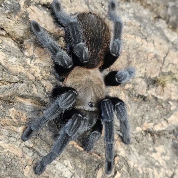 Desert Tarantula (Aphonopelma sp.)