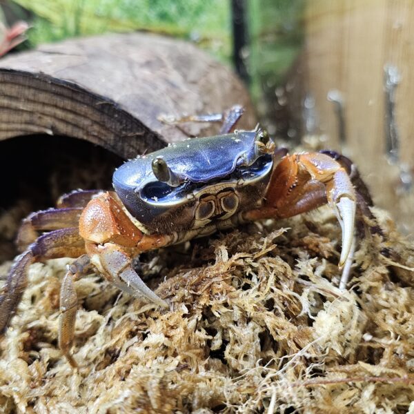 Rainbow Crab (Cardiosoma armatum