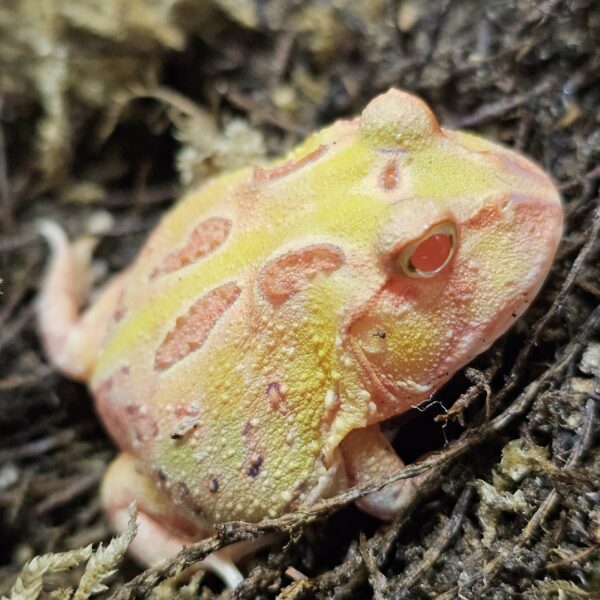 Apricot Horned Frog (Ceratophrys cranwelli)