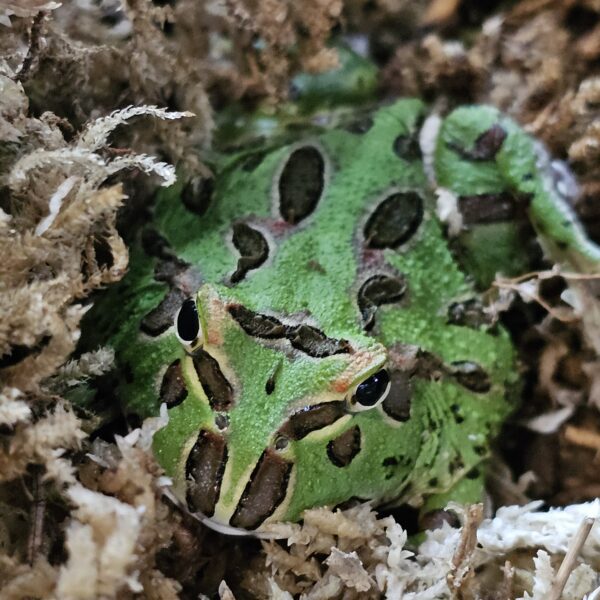 Green Horned Frog (Ceratophrys cranwelli)