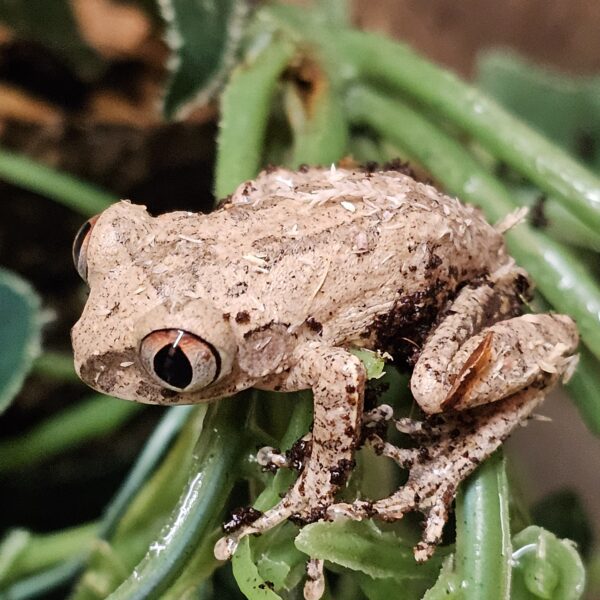 Night Spirit Tree Frog (Leptopelis spiritusnoctis)