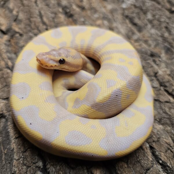 Banana Fire Royal Python (Python regius)