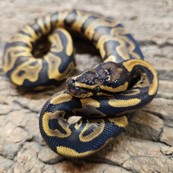 Leopard Royal Python (Python regius)