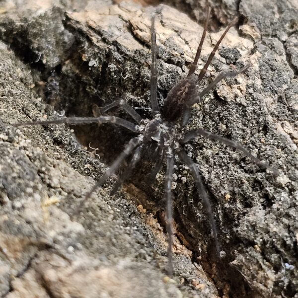 Columbian Curtain Web Spider (Linothele sericata)