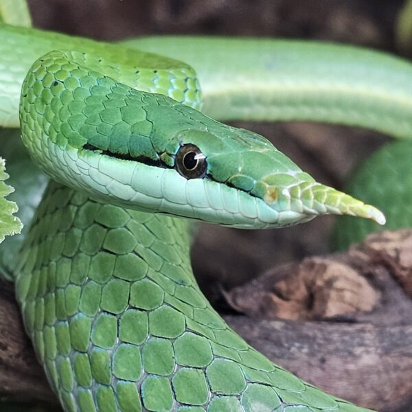 male Rhino Rat Snake (Gonyosoma boulengeri)