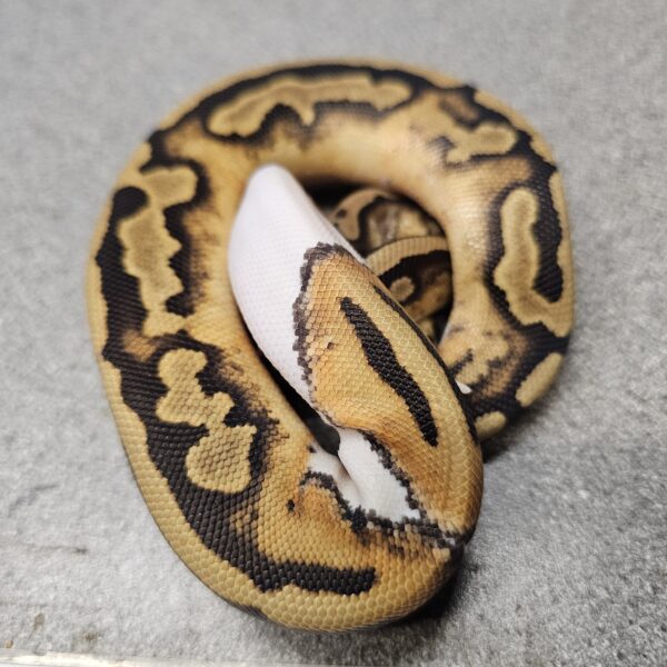 Low White Pied Royal Python (Python regius)