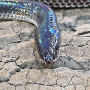 Sunbeam Snake (Xenopeltis unicolor)