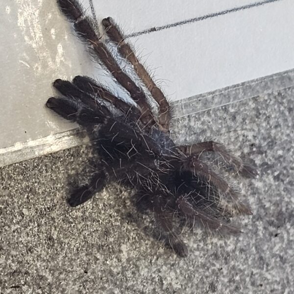 Borneo Black Tarantula (Lampropelma arboricola)