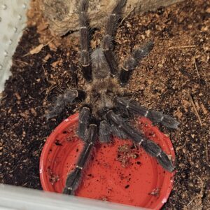 Borneo Giant Black Tarantula (Haplopelma doriae)