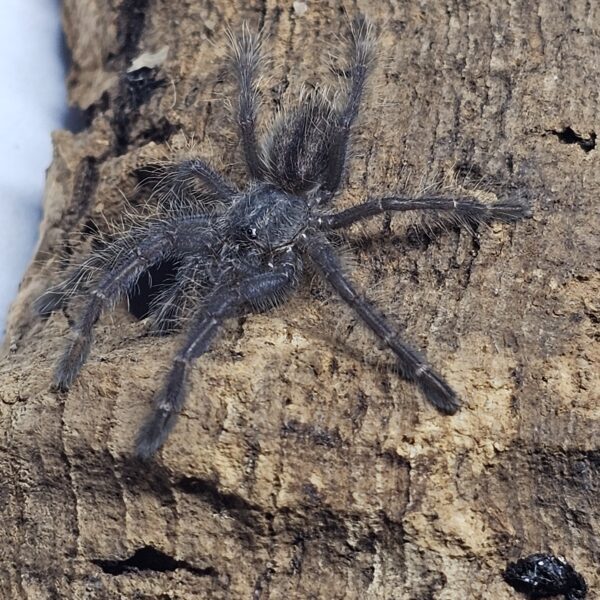 Metallic Ornamental Tarantula (Poecilitheria metallica)