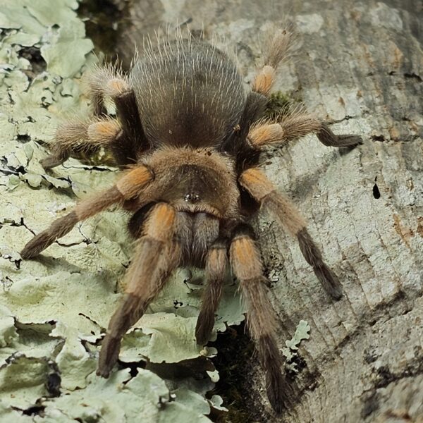 Mexican Red Knee Tarantula (Brachypelma hamori)