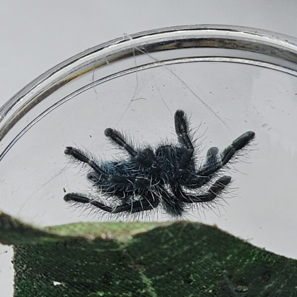 Puerto Rican Pink Toe Tarantula (Caribena leata)