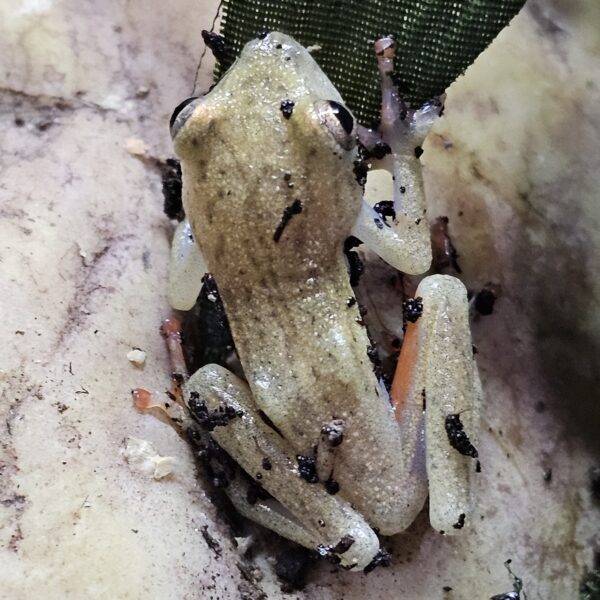 Reed Frog (Hyperolius sp.)