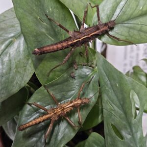 Red Spiny Stick Insect (Tisamenus sp.)