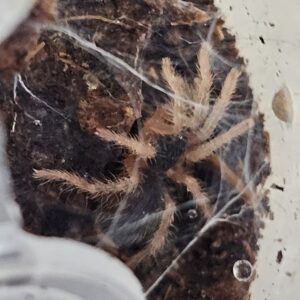 Lava Tarantula (Davus sp. 'Panama')