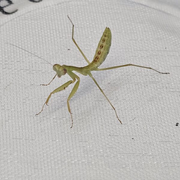 Indo Giant Mantis (Hierodula obustata)