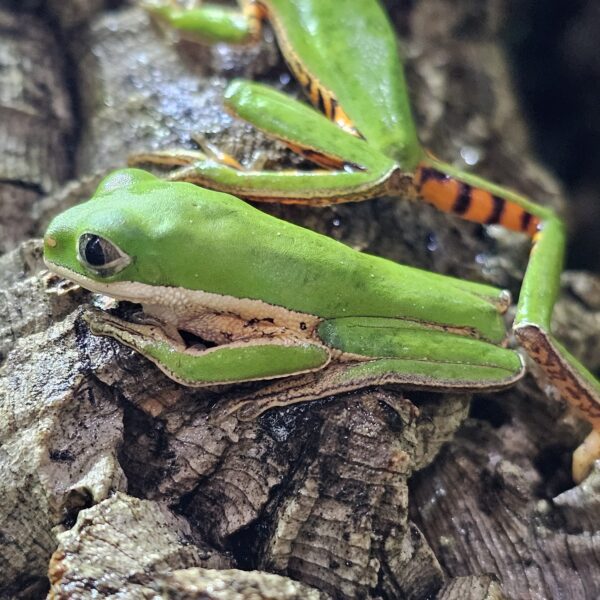 Tiger Leg Monkey Frog (Phyllomedusa hypochondrialis )