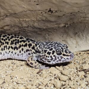 Macksnow Leopard Gecko (Eublepharis macularius)