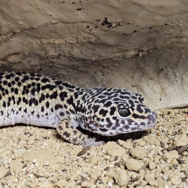 Macksnow Leopard Gecko (Eublepharis macularius)