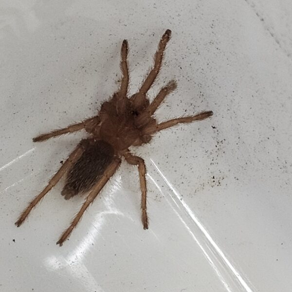 Himalayan Earth Tiger Tarantula (Haplocosmia himalayana)