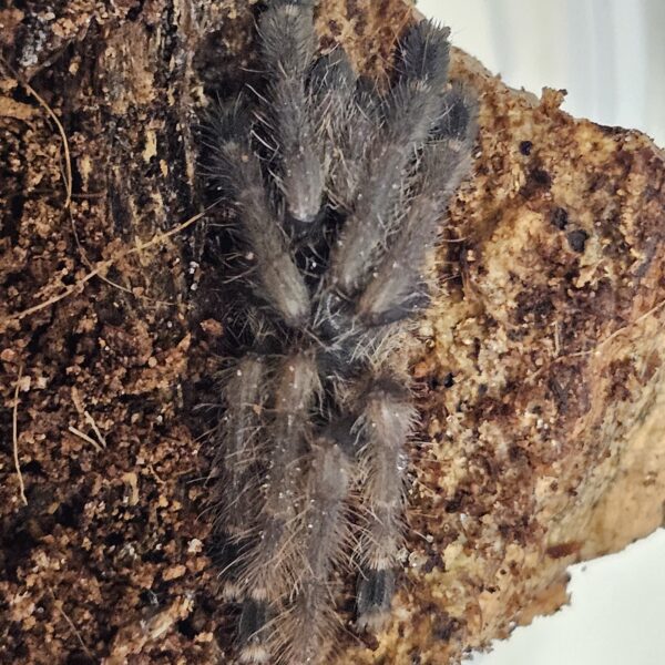 Columbian Tree Spider (Amazonius burgessi)
