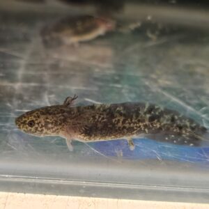 Wildtype Axolotyl (Ambystoma mexicanum)