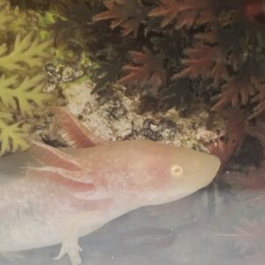 Golden Axolotyl (Ambystoma mexicanum)