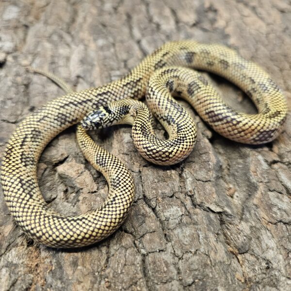 Apalachicola King Snake (Lampropeltis getulus meansi) - Image 5