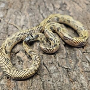 Apalachicola King Snake (Lampropeltis getulus meansi)