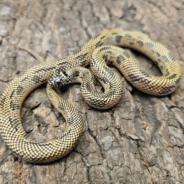 Apalachicola King Snake (Lampropeltis getulus meansi)
