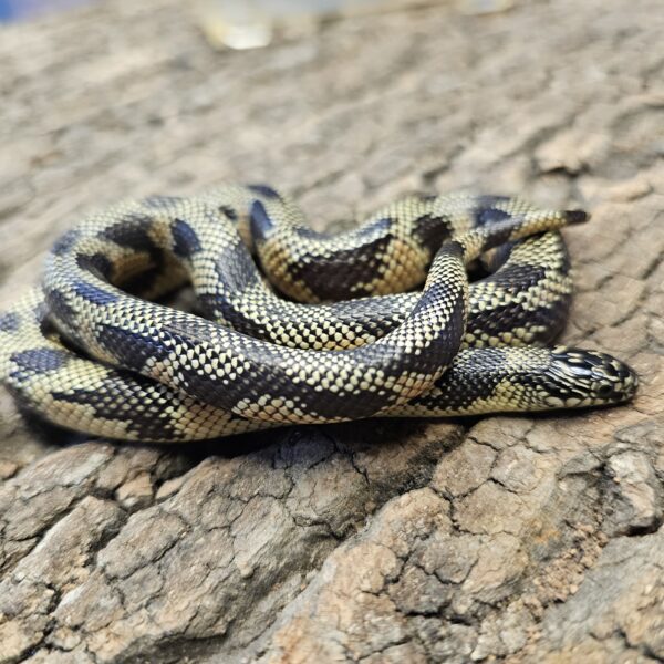 Apalachicola King Snake (Lampropeltis getulus meansi) - Image 3