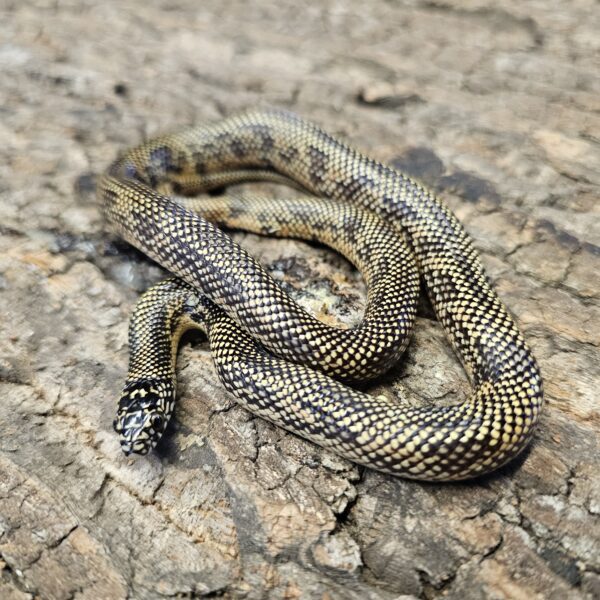 Apalachicola King Snake (Lampropeltis getulus meansi) - Image 4