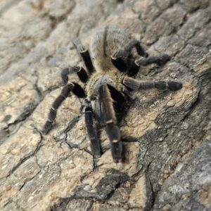 Velvet Earth Tiger Tarantula (Ornithoctonus sp Khao sok)